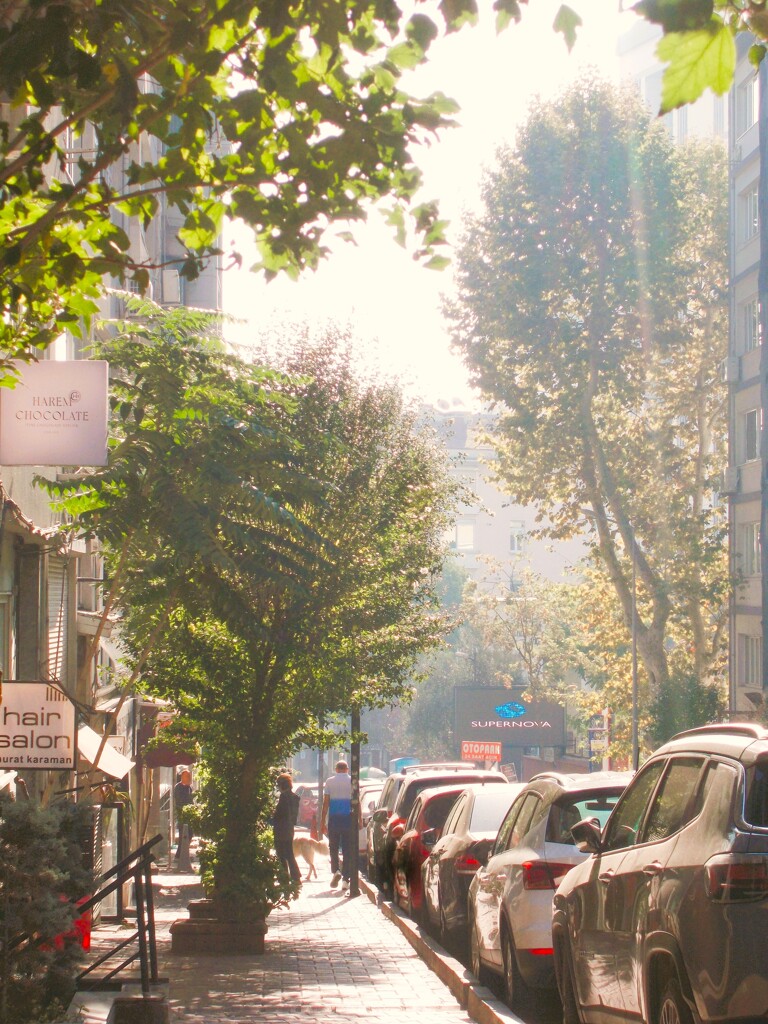 光りの優しさ染み入る朝***