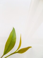 私にも　思いがあります・・・