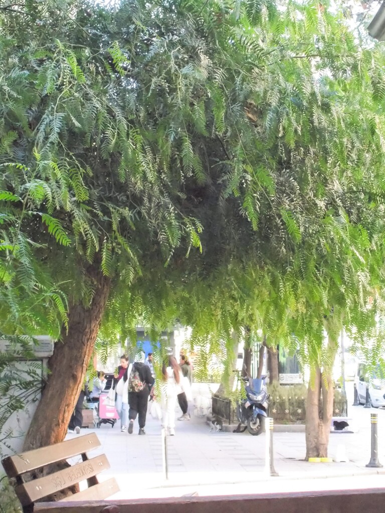 常緑樹かな…？　葉っぱ寒いでしょうね…