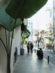 バナナの葉っぱ…