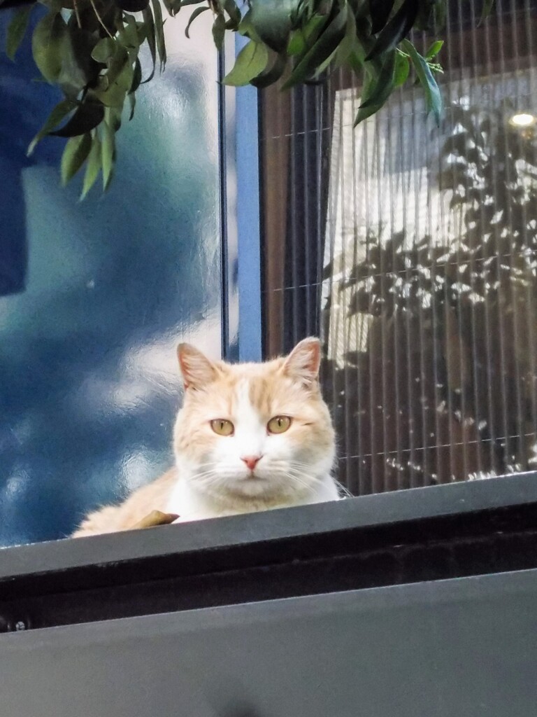 カフェラッテちゃん～♡