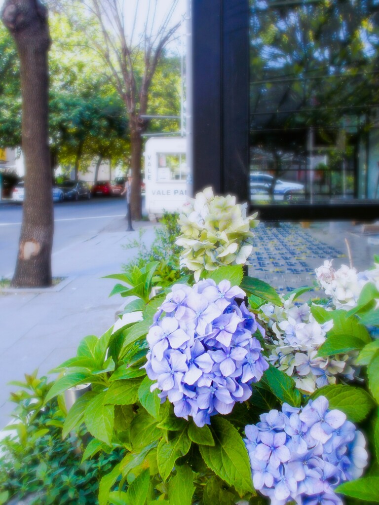 紫陽花色の…