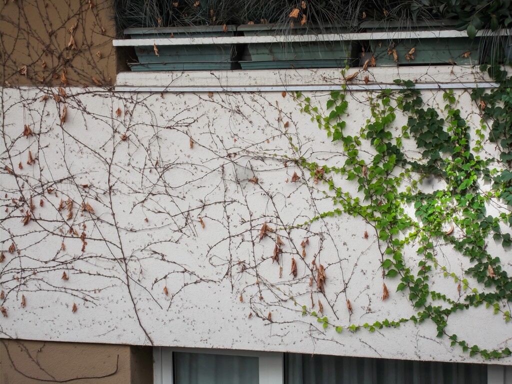 蔦の見つけた生き場所と死に場所…