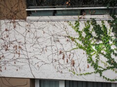 蔦の見つけた生き場所と死に場所…