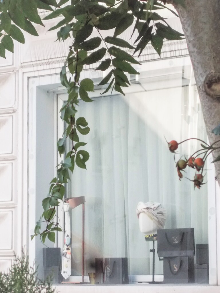 バラの花…ひっそりローズヒップになってた…