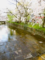 はなびらも人も水も…流れ逝く…