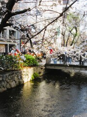さくらキラキラ～朝陽にキラキラ～