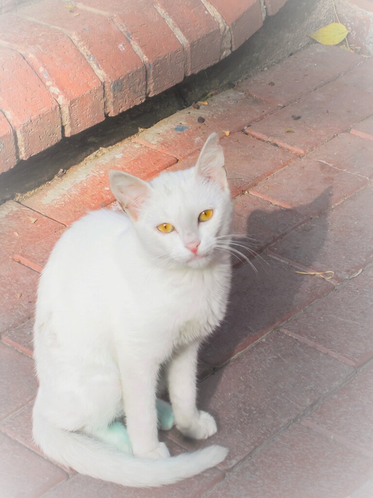 悲しそうなのね…お外ではもっと強くならなくちゃ…