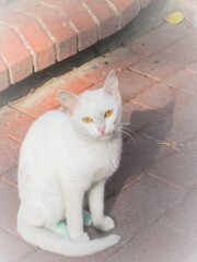 悲しそうなのね…お外ではもっと強くならなくちゃ…