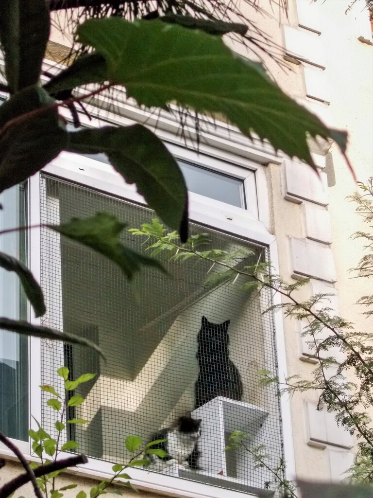 お外の世界は…