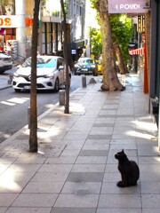 Kumru（キジバト）が気にニャル黒たんの朝～～☆