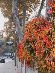 埋火の様に燃え上がる蔦紅葉～