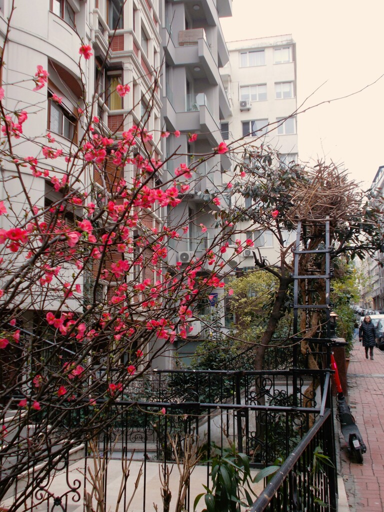 ayva çiçeği 　アイバの花（ボケ…？）が咲いた～～♪