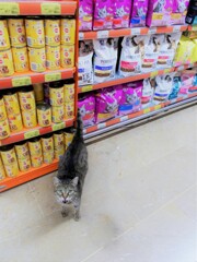 通りの野良ちゃん　ウィンドウショッピング中～♪