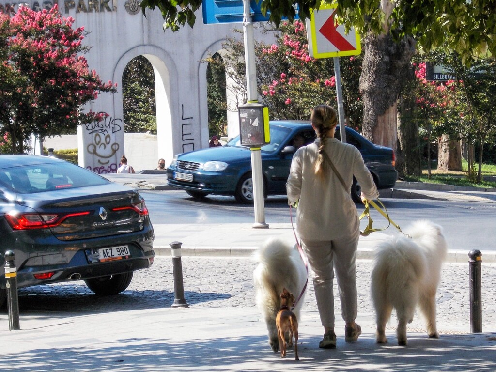 百日紅の花が満開～✾～