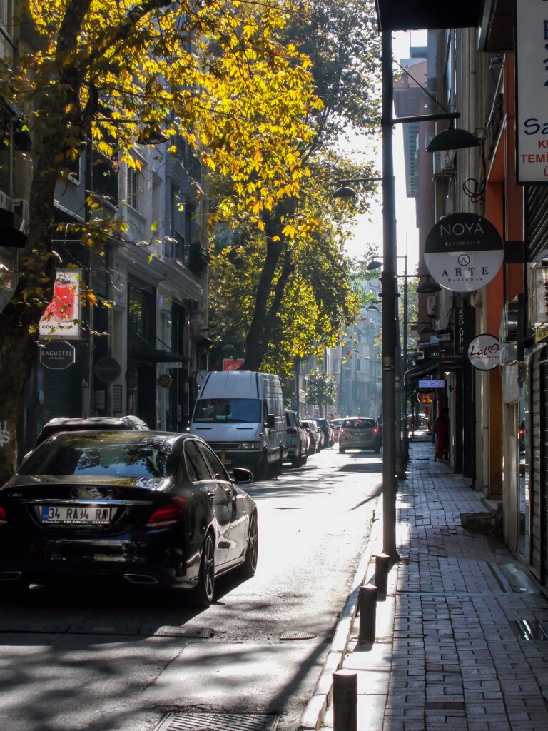 初秋の朝陽…枯葉の最後の輝き…✨