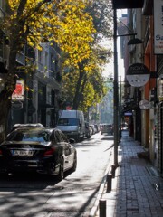 初秋の朝陽…枯葉の最後の輝き…✨