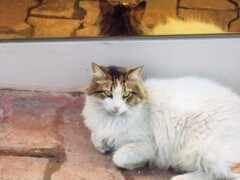 女優顔負けの表情！　ミャ～ン