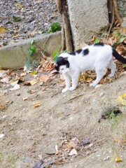 トム＆ジェリー　２　@よい子の住んでるイスタンブール～♪