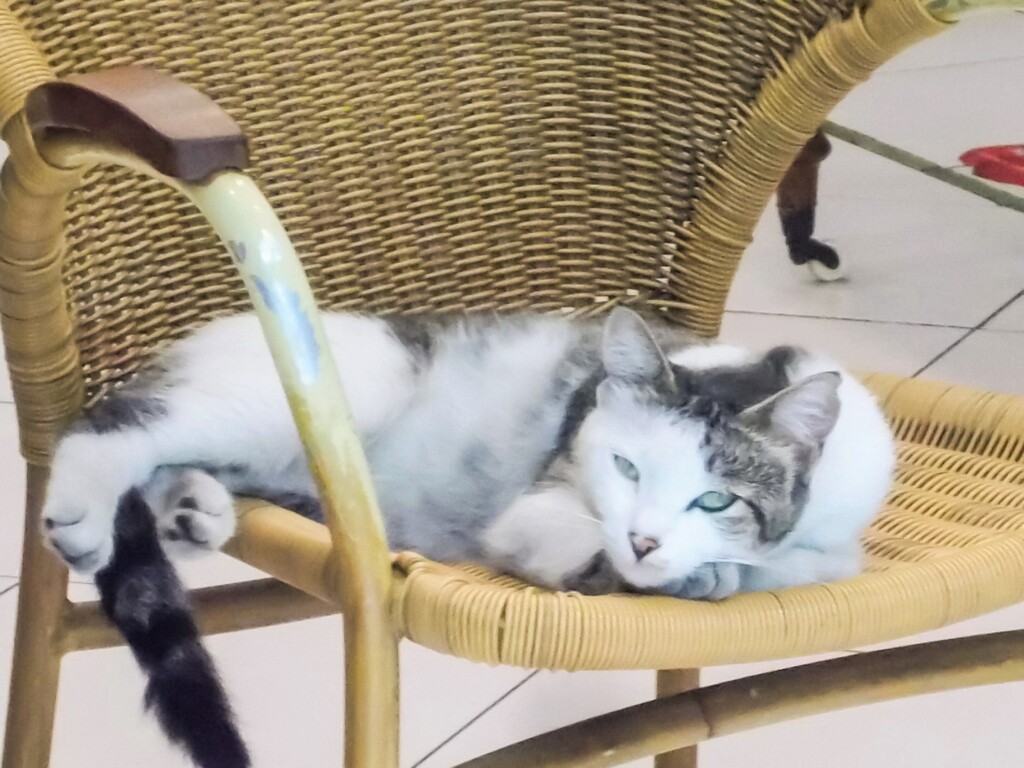 ～エマニュエル～♪～