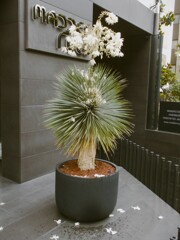 いずれの花か　散らで残るべき…