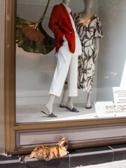 ”ねっ　見て！ニャンちゃんが～♡”