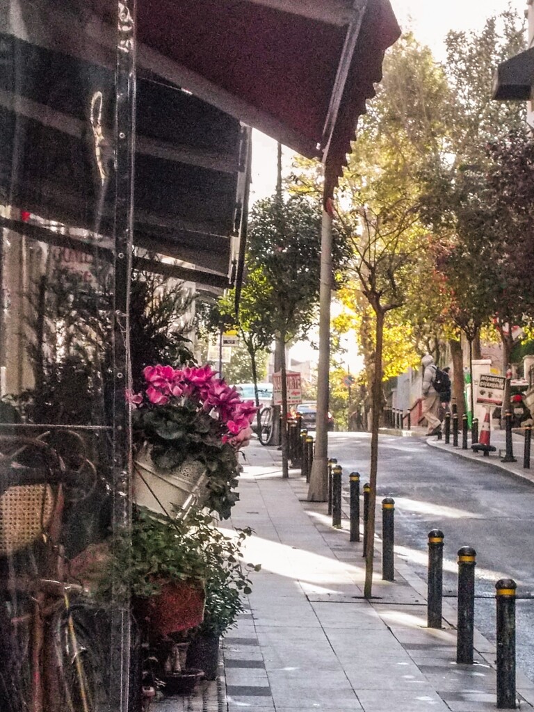 シクラメン通り～♡