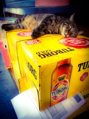 ちょっとだけ…　飲み過ぎニャ～～ン～～