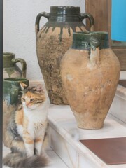 ニャンニャン壺ニャン～