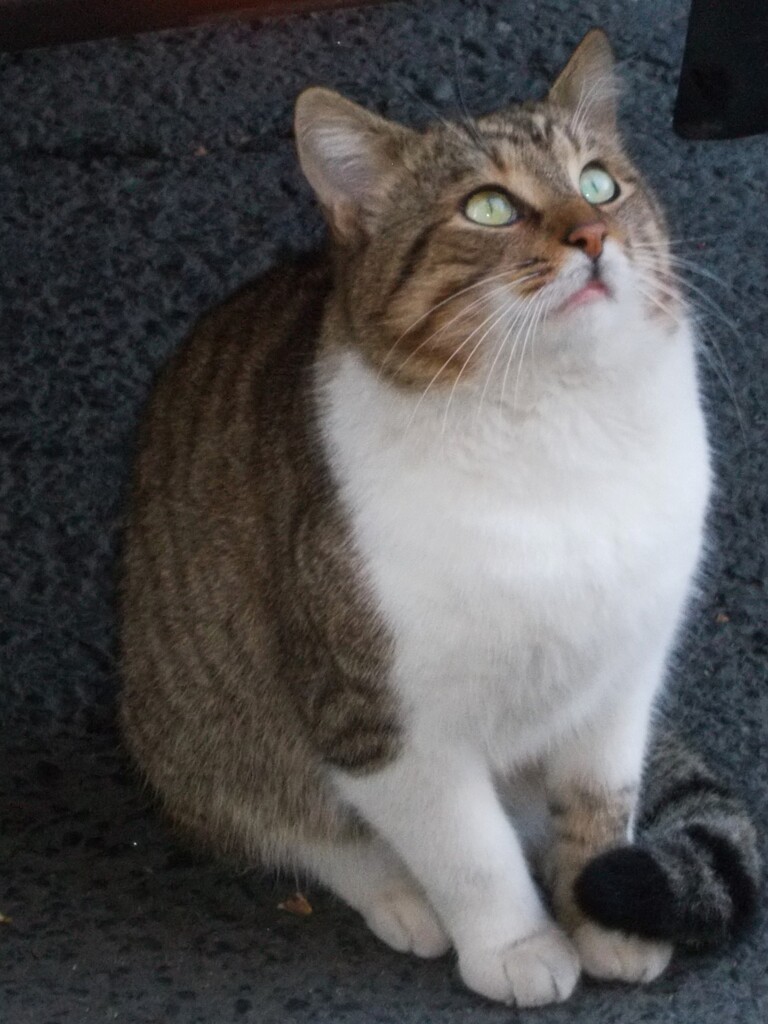 あぁ　飛んでる！　カッコイイにゃ～