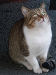 あぁ　飛んでる！　カッコイイにゃ～