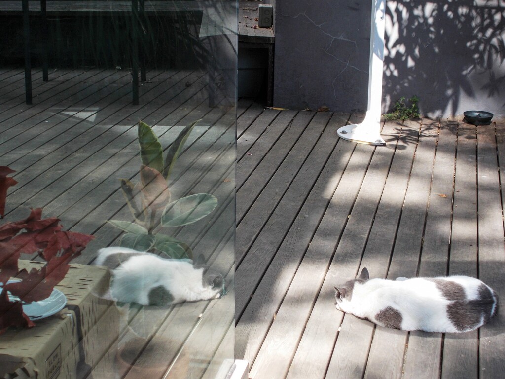 細胞分裂中…～