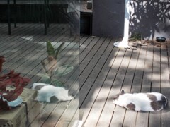 細胞分裂中…～