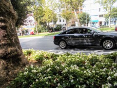 街路花壇のベコニア～＊