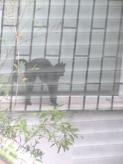ガラスの中の黒たん～♡♪