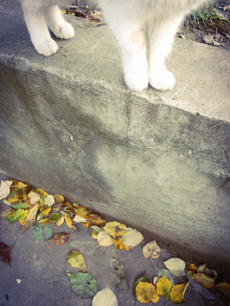 公園の子～　”お手て借しましょうか…？”