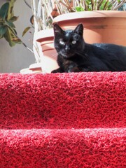 レッドカーペット～