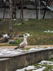 カモメの子供…？きょろきょろ～見る物何でも！？！
