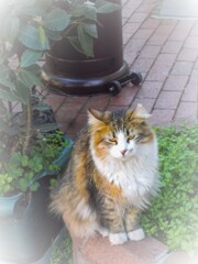 アンニュイな朝～