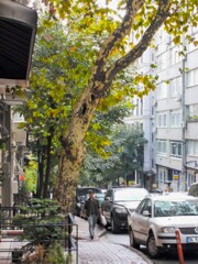 街路樹のプラタナスの葉っぱが色づき始めたよ～✨