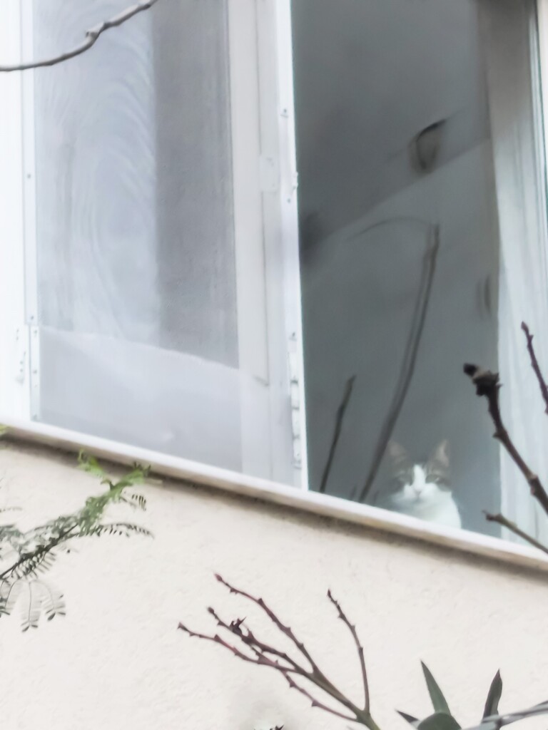 箱入り娘のふわふわちゃん～～