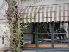 春を待つ傷だらけの老樹…