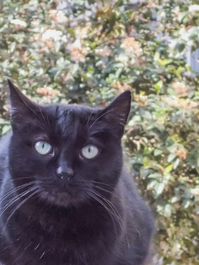 黒おじタンの春のある朝～☆