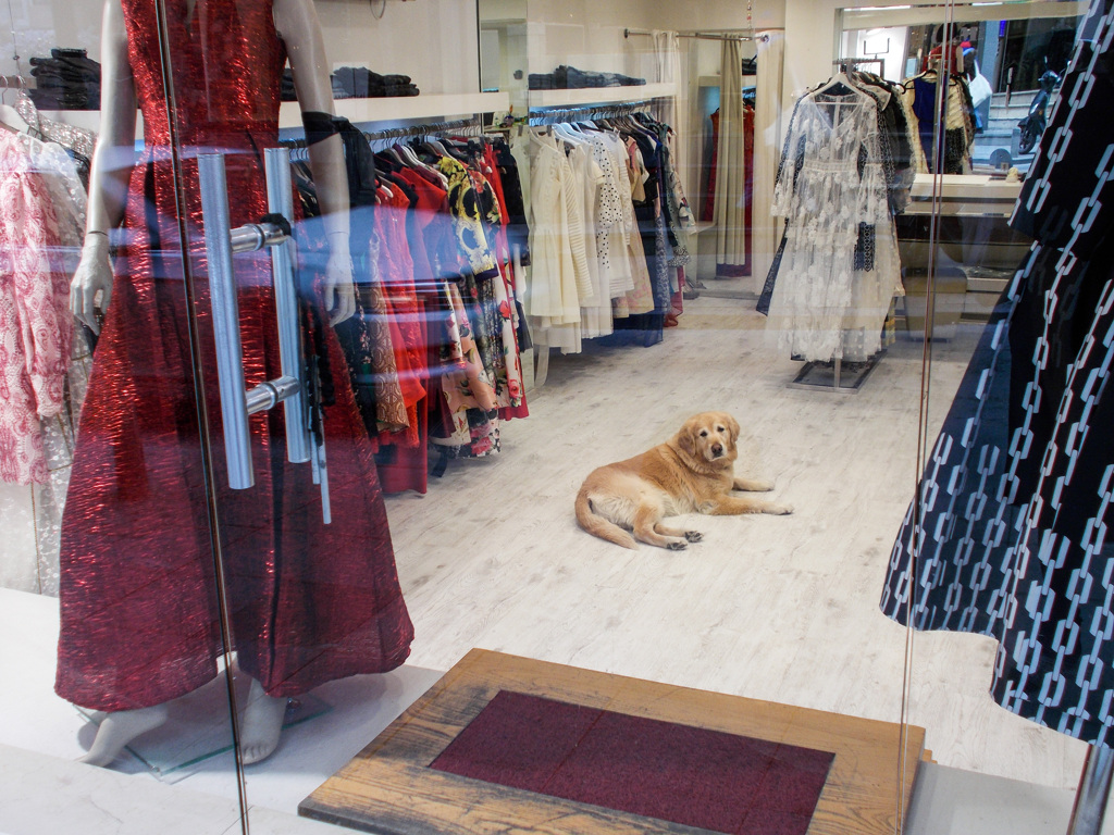 頼りないお店番～