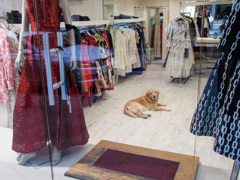 頼りないお店番～