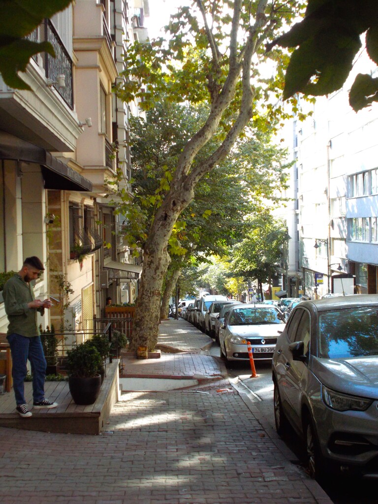 秋の道案内は街路樹の葉っぱ達…