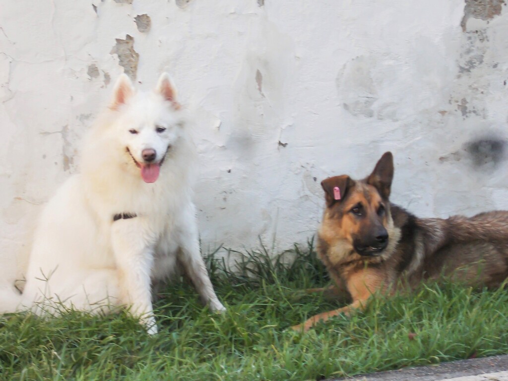 お友達～♪　僕　予防注射したらお耳が折れちゃったね～！