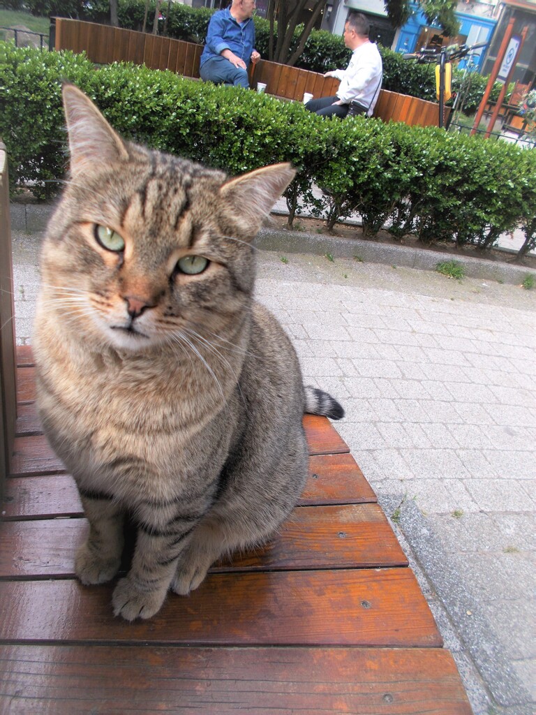 こんな目で見つめられたら～～あなた　どうしますか…？