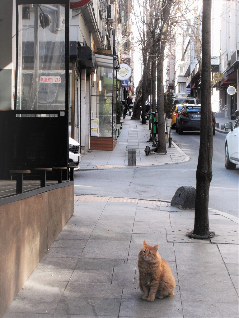 佇むニャン～　名前はportakal　ポルタカル…オレンジ　果物の
