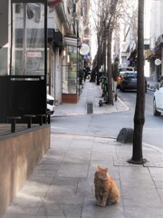 佇むニャン～　名前はportakal　ポルタカル…オレンジ　果物の